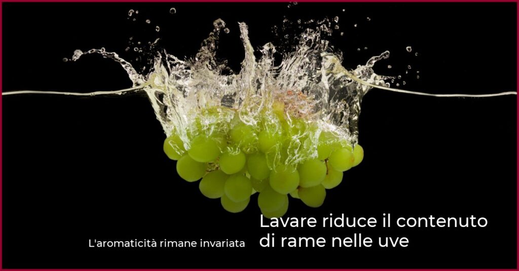 Lavare riduce il contenuto di rame nelle uve