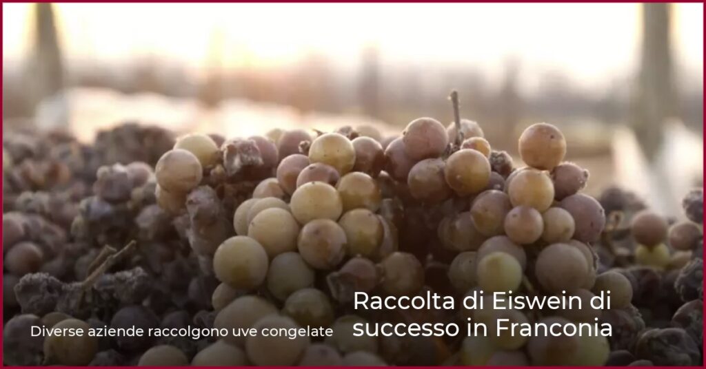 Raccolta di Eiswein di successo in Franconia