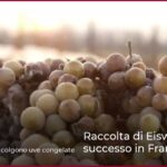 Raccolta di Eiswein di successo in Franconia