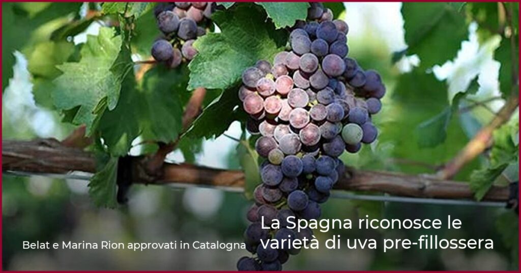 La Spagna riconosce le varietà di uva pre-fillossera