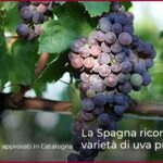 La Spagna riconosce le varietà di uva pre-fillossera