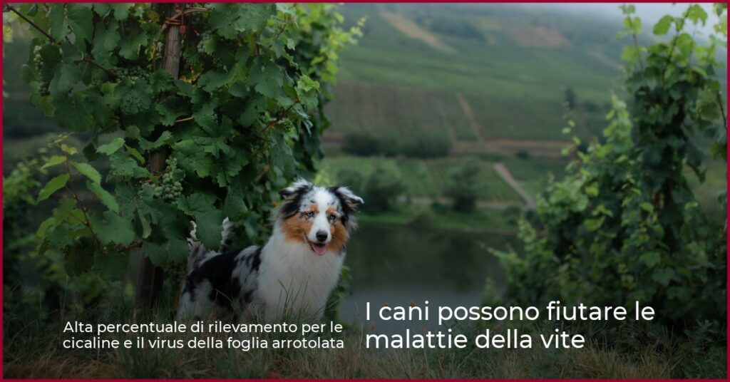 I cani possono fiutare le malattie della vite
