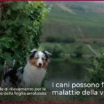 I cani possono fiutare le malattie della vite