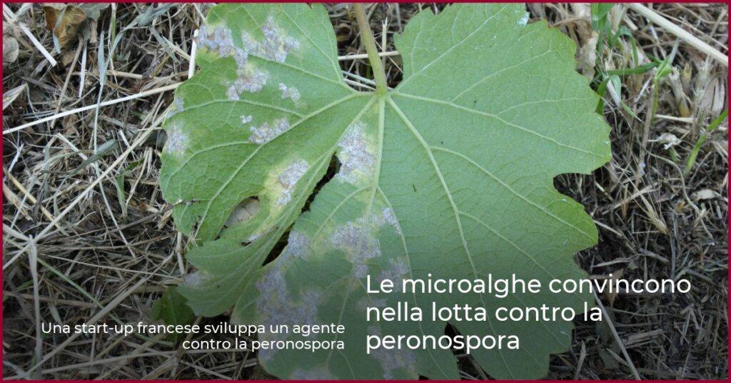 Le microalghe convincono nella lotta contro la peronospora