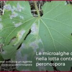 Le microalghe convincono nella lotta contro la peronospora