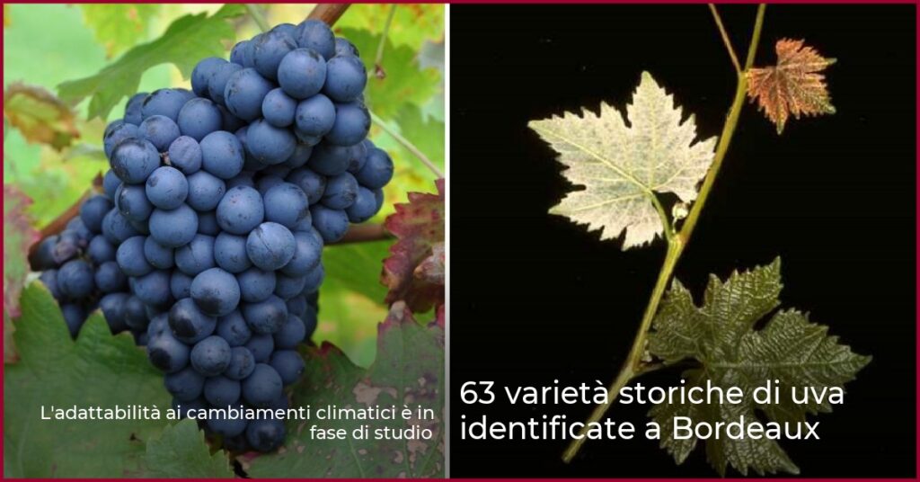 63 varietà storiche di uva identificate a Bordeaux