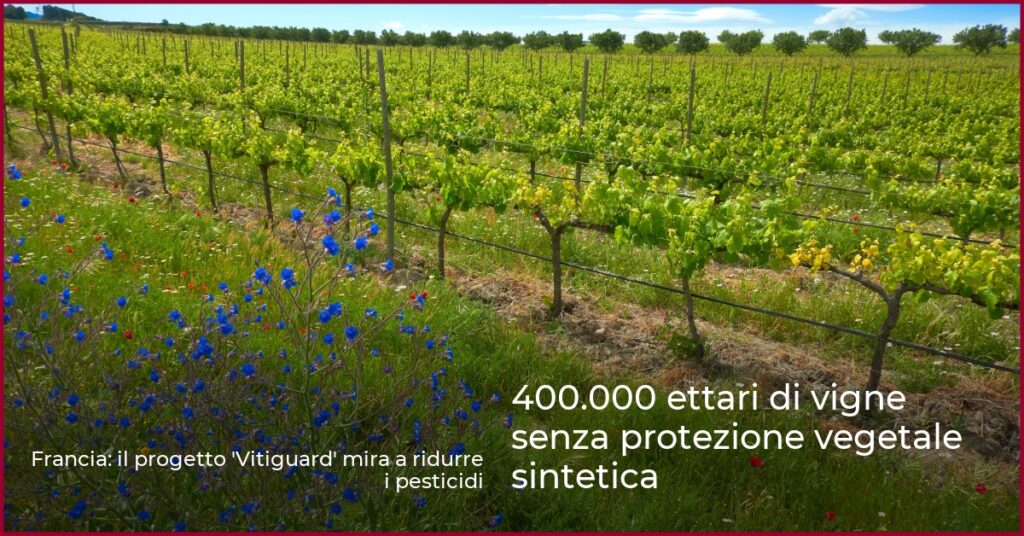 400.000 ettari di vigne senza protezione vegetale sintetica