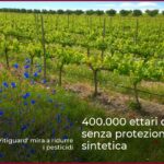 400.000 ettari di vigne senza protezione vegetale sintetica