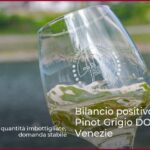 Bilancio positivo 2024 per Pinot Grigio DOC Delle Venezie
