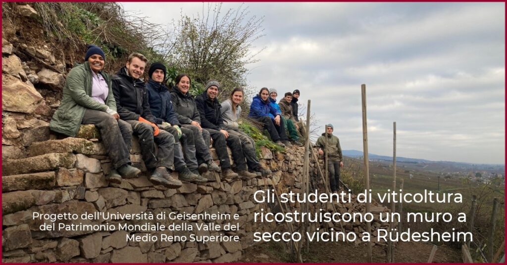 Gli studenti di viticoltura ricostruiscono un muro a secco vicino a Rüdesheim