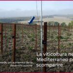 La viticoltura nel Mediterraneo potrebbe scomparire