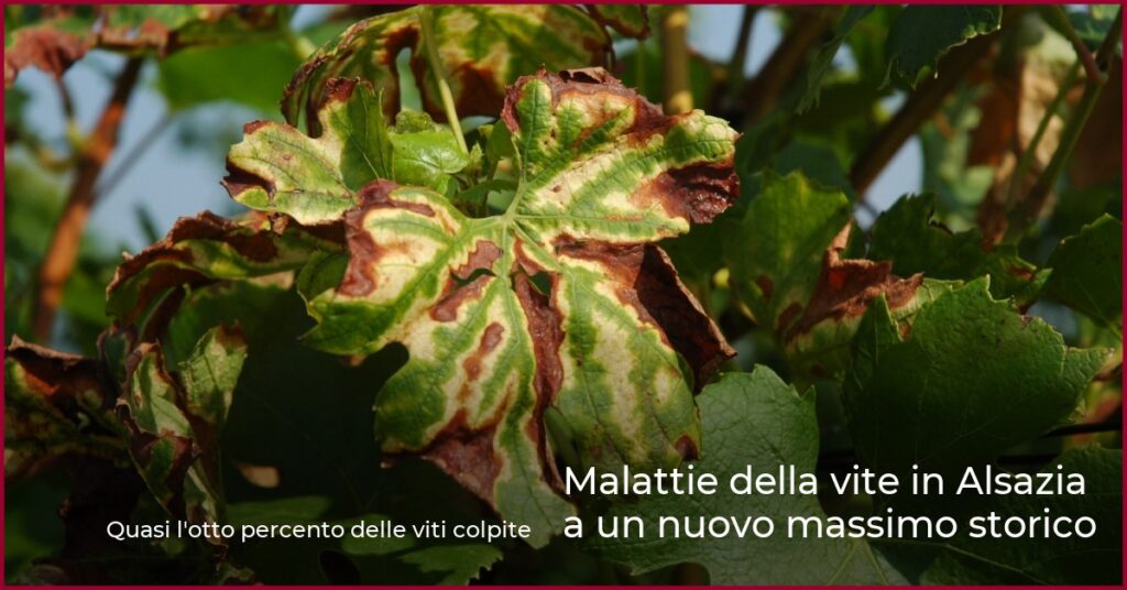 Malattie della vite in Alsazia a un nuovo massimo storico