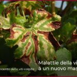 Malattie della vite in Alsazia a un nuovo massimo storico