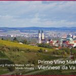 Primo Vino Misto DAC Viennese da Varietà Piwi