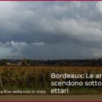 Bordeaux: Le aree AOC scendono sotto 50.000 ettari