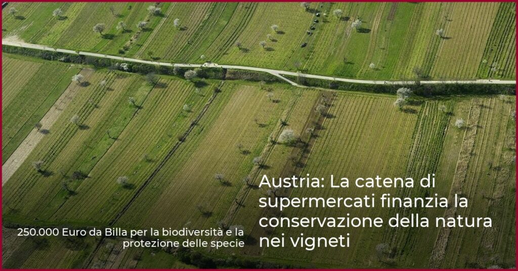 Austria: La catena di supermercati finanzia la conservazione della natura nei vigneti