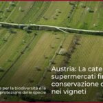 Austria: La catena di supermercati finanzia la conservazione della natura nei vigneti