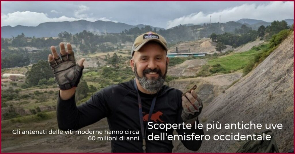 Scoperte le più antiche uve dell’emisfero occidentale