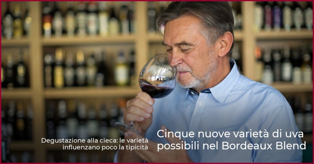 Cinque nuove varietà di uva possibili nel Bordeaux Blend