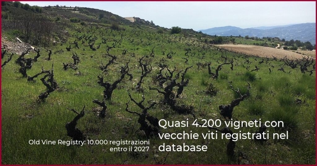 Quasi 4.200 vigneti con vecchie viti registrati nel database