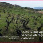 Quasi 4.200 vigneti con vecchie viti registrati nel database