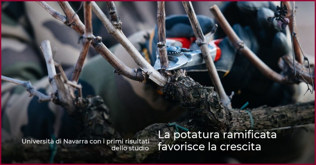 La potatura ramificata favorisce la crescita