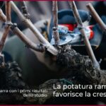 La potatura ramificata favorisce la crescita