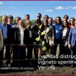 I vandali distruggono il vigneto sperimentale a Verona