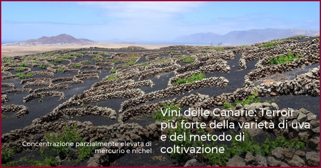 Vini delle Canarie: Terroir più forte della varietà di uva e del metodo di coltivazione