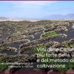 Vini delle Canarie: Terroir più forte della varietà di uva e del metodo di coltivazione