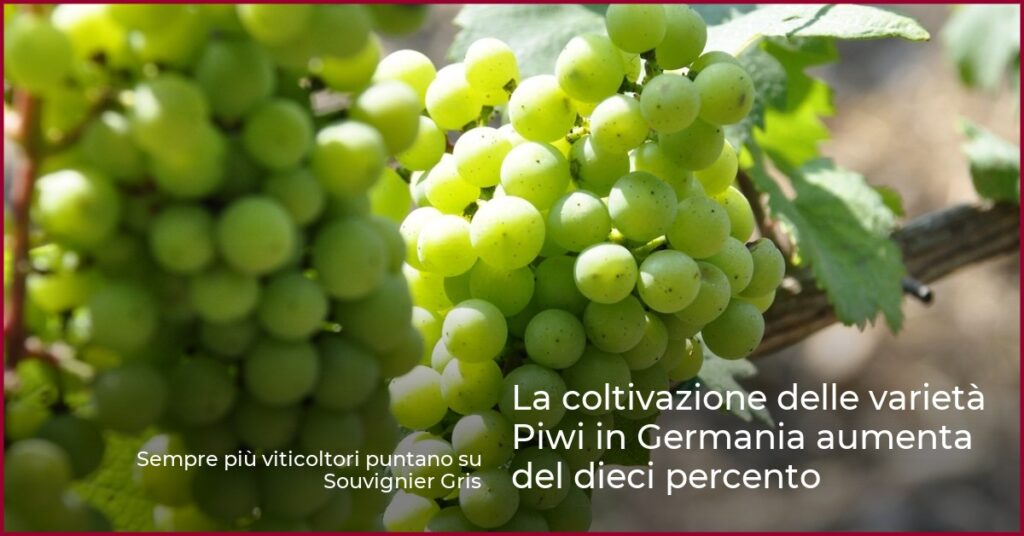 La coltivazione delle varietà Piwi in Germania aumenta del dieci percento