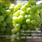 La coltivazione delle varietà Piwi in Germania aumenta del dieci percento