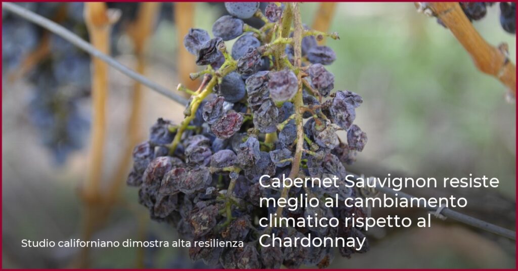 Cabernet Sauvignon resiste meglio al cambiamento climatico rispetto al Chardonnay
