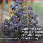Cabernet Sauvignon resiste meglio al cambiamento climatico rispetto al Chardonnay