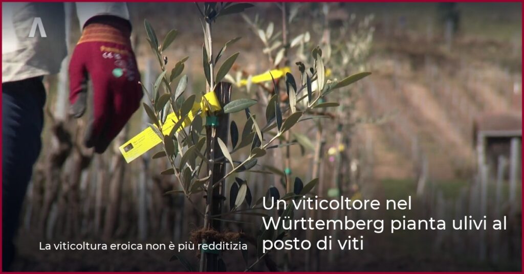 Un viticoltore nel Württemberg pianta ulivi al posto di viti