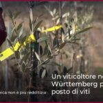 Un viticoltore nel Württemberg pianta ulivi al posto di viti