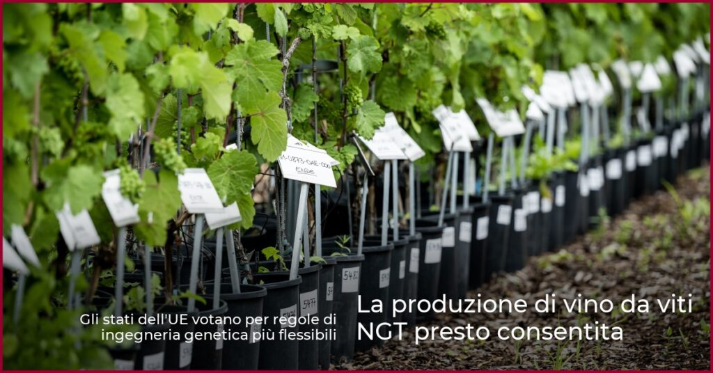 La produzione di vino da viti NGT presto consentita