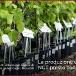 La produzione di vino da viti NGT presto consentita