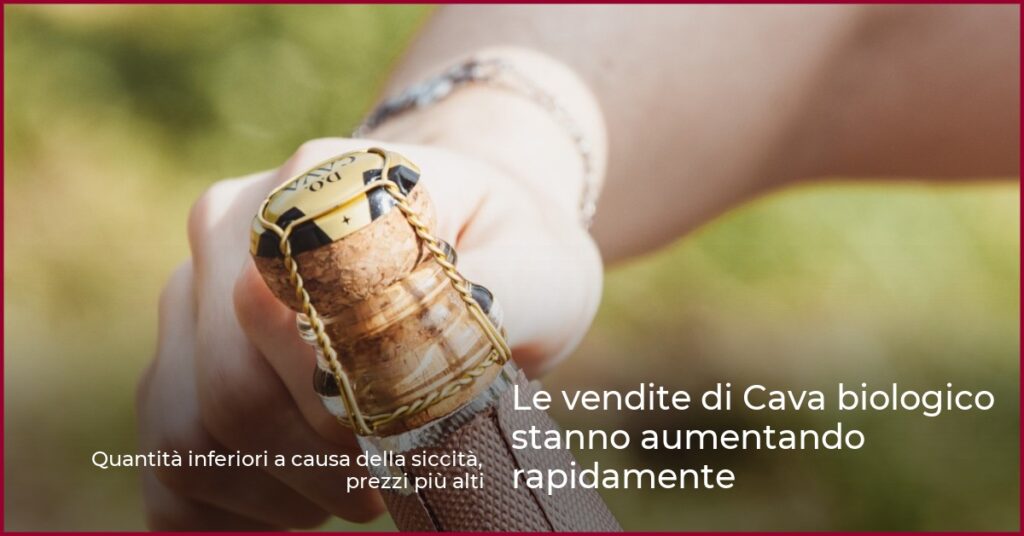 Le vendite di Cava biologico stanno aumentando rapidamente
