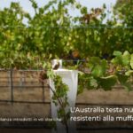 L’Australia testa nuove viti resistenti alla muffa e al clima