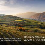 Domäne Wachau pianta varietà di uva del sud Europa