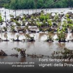 Forti temporali distruggono i vigneti della Provenza