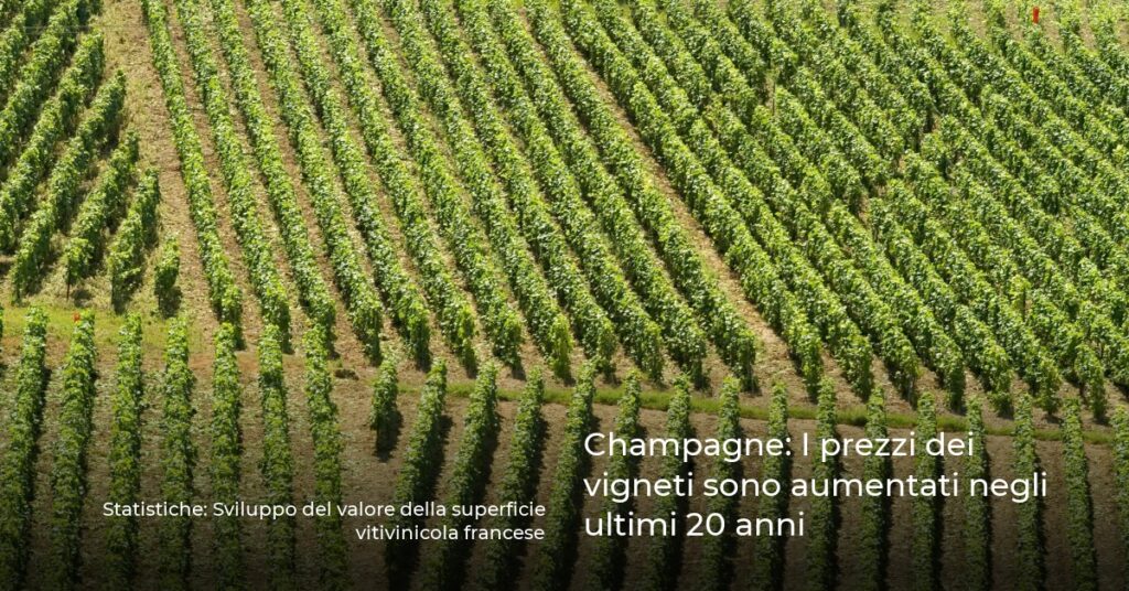 Champagne: I prezzi dei vigneti sono aumentati negli ultimi 20 anni