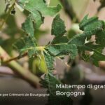 Maltempo di grandine nel Borgogna
