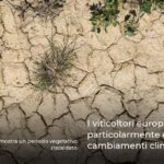 I viticoltori europei particolarmente colpiti dai cambiamenti climatici