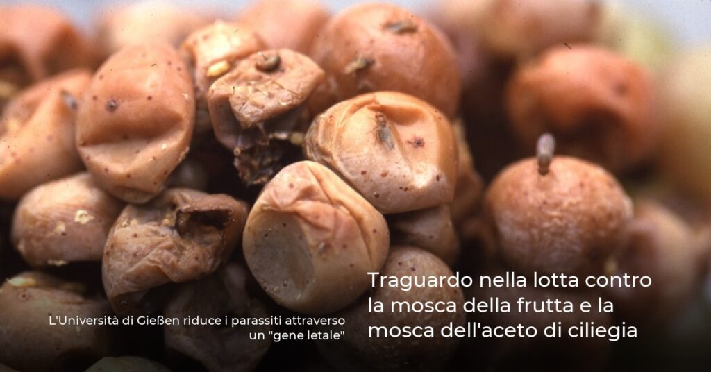 Traguardo nella lotta contro la mosca della frutta e la mosca dell’aceto di ciliegia