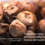 Traguardo nella lotta contro la mosca della frutta e la mosca dell’aceto di ciliegia