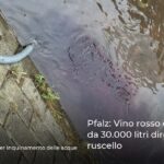 Pfalz: Vino rosso da serbatoio da 30.000 litri diretto nel ruscello