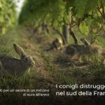 I conigli distruggono i vigneti nel sud della Francia