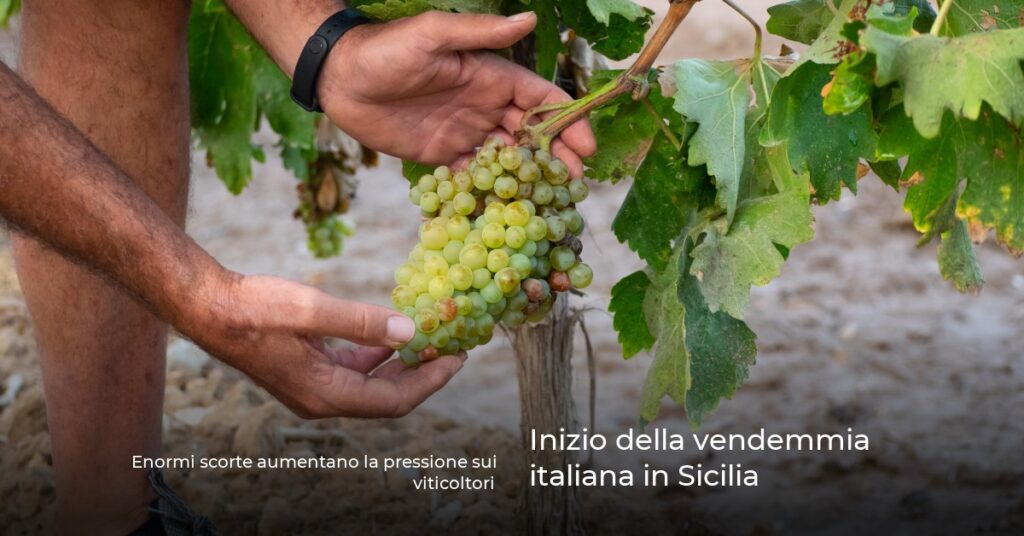 Inizio della vendemmia italiana in Sicilia